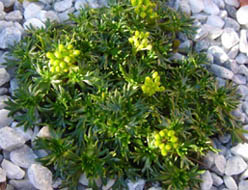 Azorella trifurcata 'Nana'